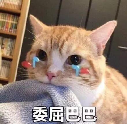 娱乐吃瓜君折耳猫视频,萌态百出，笑料连连