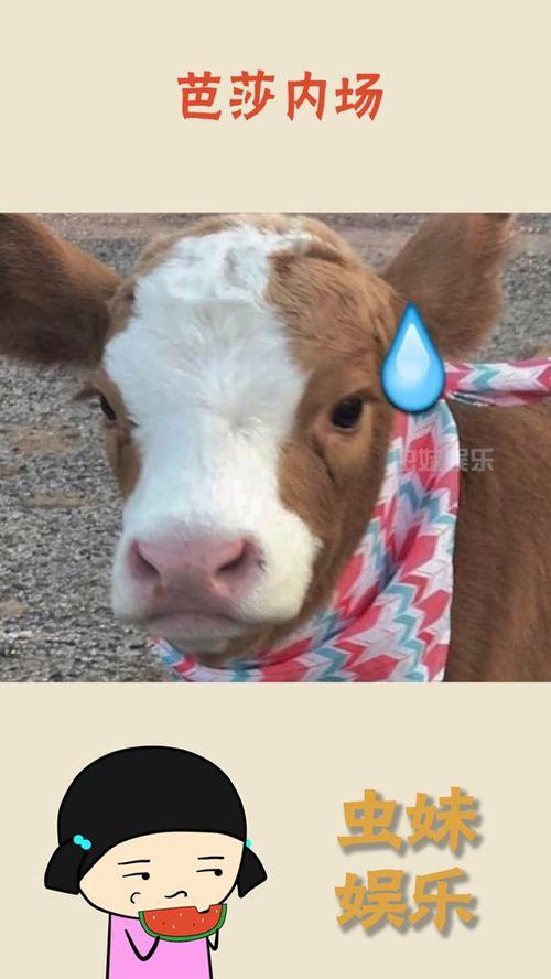 抖音吃瓜娱乐号怎么弄的,轻松打造热门话题的秘诀