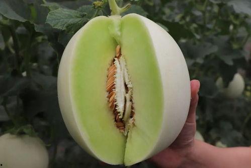 娱乐吃瓜菌人人有苦衷,人人有苦衷，吃瓜菌带你探秘幕后真相