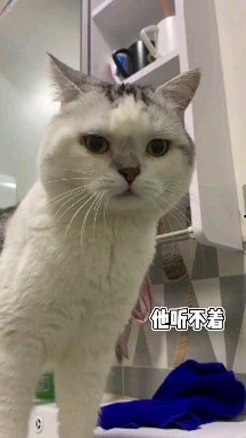 娱乐吃瓜酱男朋友不如猫,揭秘娱乐圈中的“喵星人”魅力