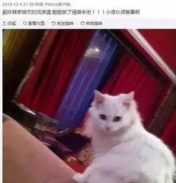 娱乐吃瓜酱男朋友不如猫,揭秘娱乐圈中的“喵星人”魅力