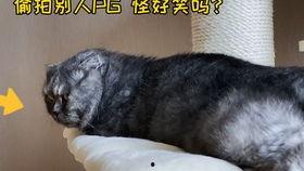 娱乐圈吃瓜猫是谁,揭秘娱乐圈幕后真相的神秘人物