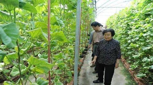 娱乐吃瓜蜀黍广告语是什么,揭秘娱乐圈那些事儿