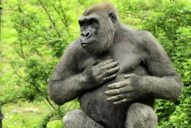 娱乐吃瓜酱动物园大猩猩,动物园大猩猩的趣味日常