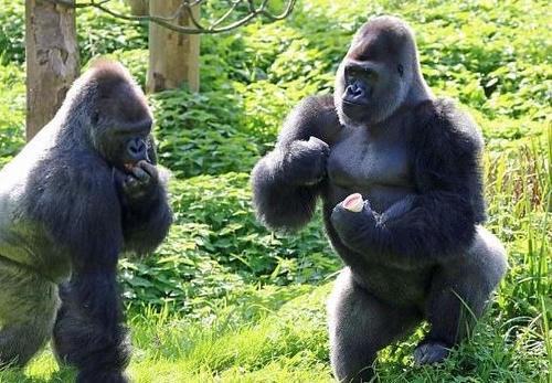 娱乐吃瓜酱动物园大猩猩,动物园大猩猩的趣味日常