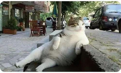 娱乐吃瓜猫捉鸟是真的吗,娱乐吃瓜猫捉鸟事件，真相究竟如何？